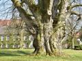 Buk – prolézačka v Hoppenrade - Německo. Starý a mohutný strom roste v areálu místní školy, je její součástí a symbolizuje sílu, soudržnost, vitalitu, víru a znalosti. V zeleni pod jeho korunou probíhá často vyučování. (foto: CJD e.V.)