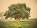 Brimmonský dub - Prastarému dubu může být i více než 500 let, už generace se o něj stará jedna rodina. Aby zachránili tento mnohaletý krásný strom, změnili dokonce trasu obchvatu. (foto: Tracey Williams)