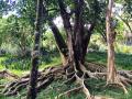 Orámovaný dvěma svislými jednoduchými kmeny stoupá tento velký fíkus ze svého labyrintu kořenů. (foto: Alexander Gorlin)