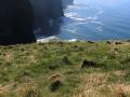 Cliffs Of Moher (Ireland)