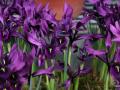 Iris reticulata 'George'