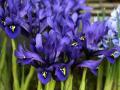 Iris reticulata 'Palm Springs'